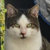 Foto del gato perdido en Sindelfingen