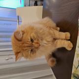 Foto del gato perdido en St Prex