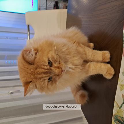 Foto 1/1 Pacha Chat perdido en St prex