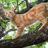 Foto del gato perdido en Tornac