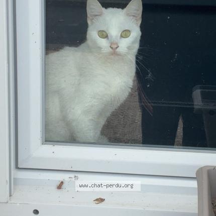 Foto 1/1 Zaya Chat perdido en Nazelles negron