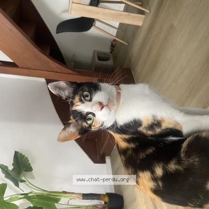 Foto 1/1 Maki Chat perdido en Kervignac