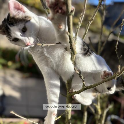 Foto 1/1 Pinceau Chat perdido en Verdun