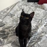 Foto del gato perdido en Rive De Gier