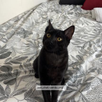 Foto 1/1 Booska Chat perdido en Rive de gier