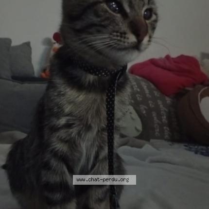 Foto 1/1 Summer Chat perdido en Franconville la garenne