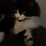 Foto del gato perdido en Bruz