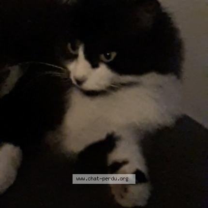 Foto 1/1 Riri Chat perdido en Bruz