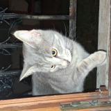 Foto de gato encontrado en Vigneux Sur Seine