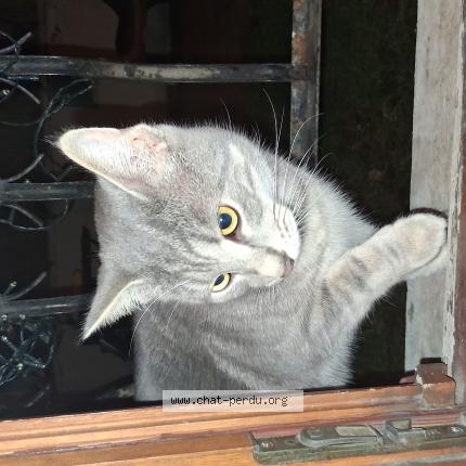 Foto 1/1 Gato encontrado Encontrado en Vigneux sur seine