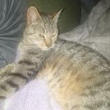 Foto de gato encontrado en Elven