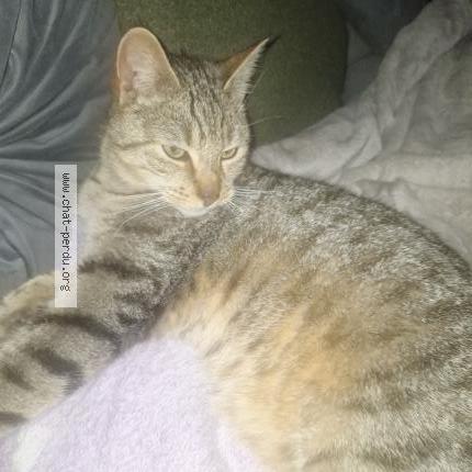 Foto 1/1 Gato encontrado Encontrado en Elven