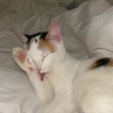 Foto de gato encontrado en Strasbourg