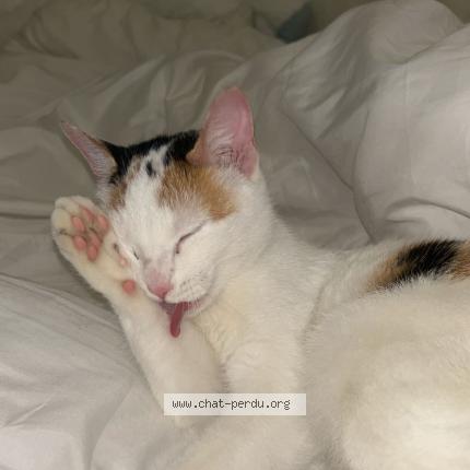 Foto 1/1 Gato encontrado Encontrado en Strasbourg