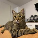 Foto del gato perdido en Salon De Provence