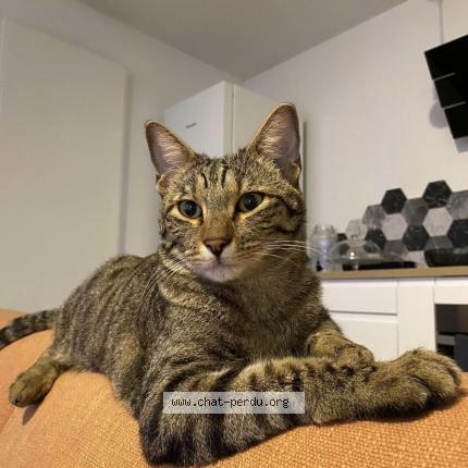 Foto 1/1 Tigrou Chat perdido en Salon de provence
