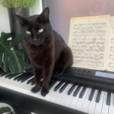 Foto del gato perdido en Wattignies