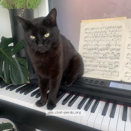 Foto 1/1 Sirius Chat perdido en Wattignies