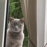 Foto del gato perdido en Tassin La Demi Lune