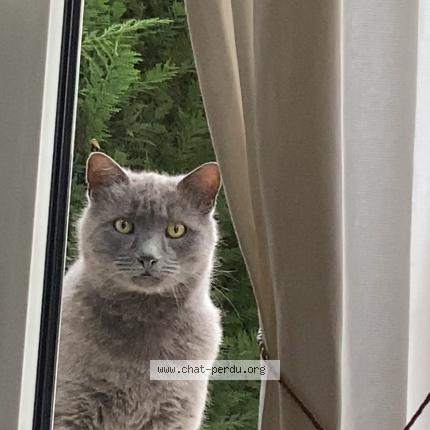 Foto 1/1 Grigris Chat perdido en Tassin la demi lune