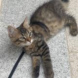 Foto del gato perdido en Houilles