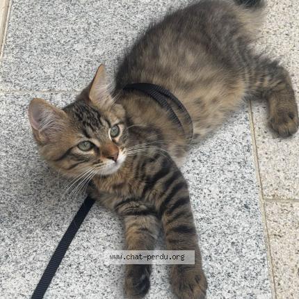 Foto 1/3 Winni Chat perdido en Houilles