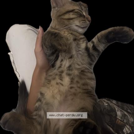 Foto 2/3 Winni Chat perdido en Houilles