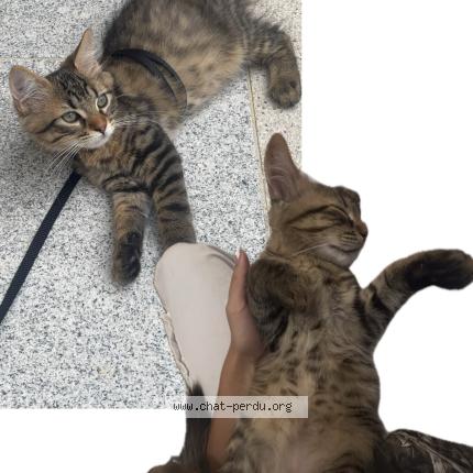 Foto 3/3 Winni Chat perdido en Houilles