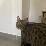 Foto del gato perdido en Salon De Provence