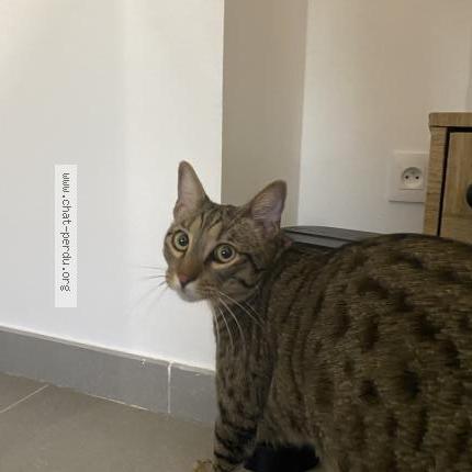 Foto 1/1 Tigrou Chat perdido en Salon de provence