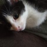 Foto del gato perdido en Wendell