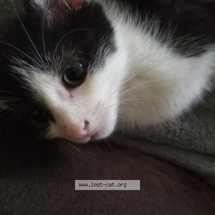 Foto 1/1 Kitty Kat Chat perdido en Wendell