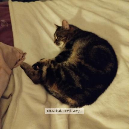 Foto 1/1 Mysti Chat perdido en Le torp mesnil