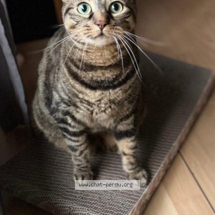 Foto 1/1 Jaia Chat perdido en Pontault combault