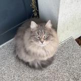 Foto del gato perdido en Strasbourg