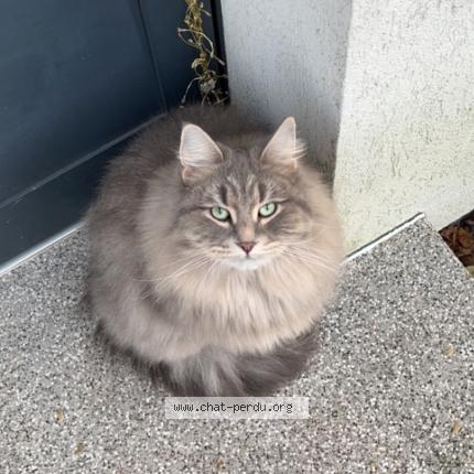 Foto 1/1 Tchiki Chat perdido en Strasbourg