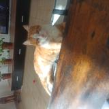 Foto de gato encontrado en Rochefort Du Gard