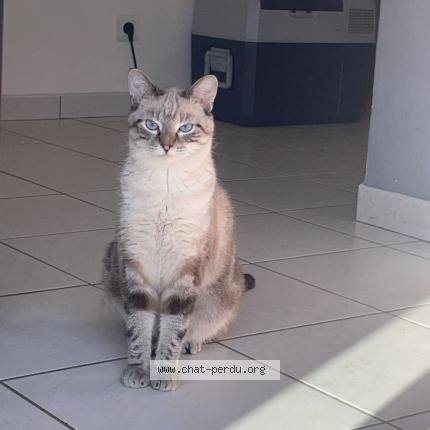 Foto 1/1 Vaiana Chat perdido en Bois d amont