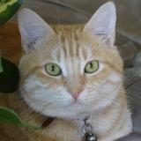 Foto del gato perdido en Vaulnaveys Le Haut