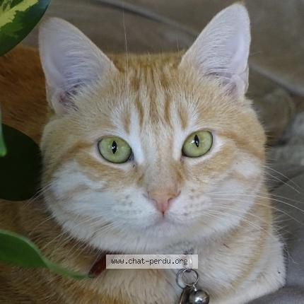 Foto 2/2 Sabbat chaton Chat perdido en Vaulnaveys le haut