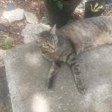 Foto del gato perdido en Vivers