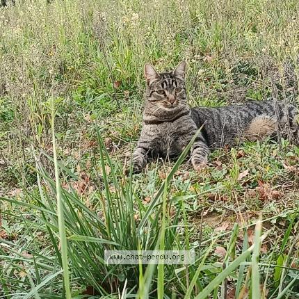 Foto 2/4 Taz Chat perdido en Vivers