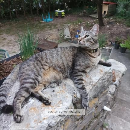 Foto 3/4 Taz Chat perdido en Vivers