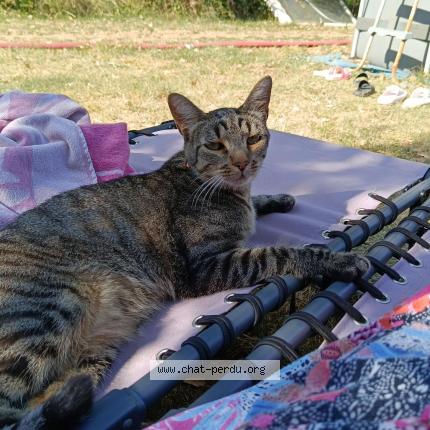 Foto 4/4 Taz Chat perdido en Vivers