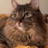 Foto del gato perdido en Meysse