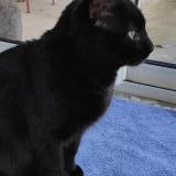 Foto de gato encontrado en Salaise Sur Sanne