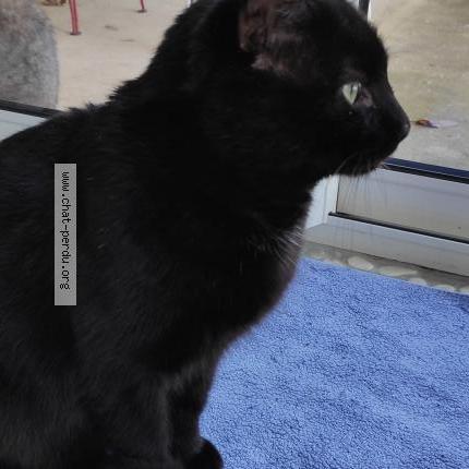 Foto 1/1 Gato encontrado Encontrado en Salaise sur sanne