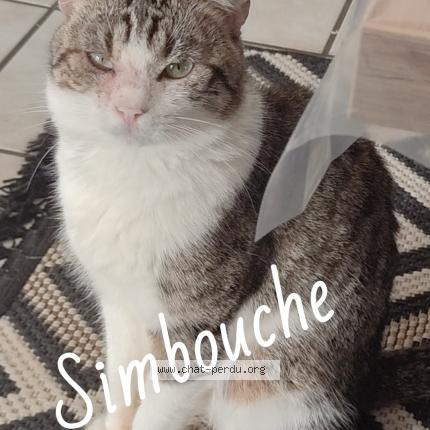 Foto 1/1 Simbouche Chat perdido en Bourg les valence