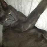 Foto del gato perdido en Blain