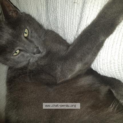 Foto 1/1 TiKY Chat perdido en Blain